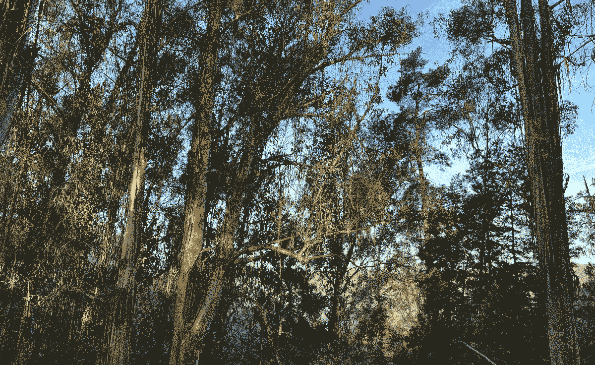 Californian eucalyptus trees, swishing in the breeze